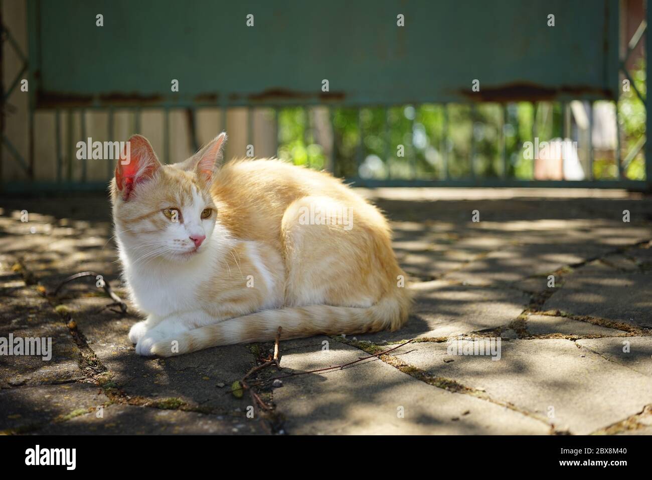 Süße Ingwer Katze ruht in einem sonnigen Sommergarten. Stockfoto