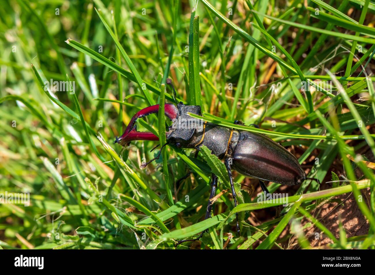 Riesiger Hirschkäfer auf der Jagd nach Konditoren im grünen Gras in aggressiver Haltung mit kampfbereiter Schere Stockfoto