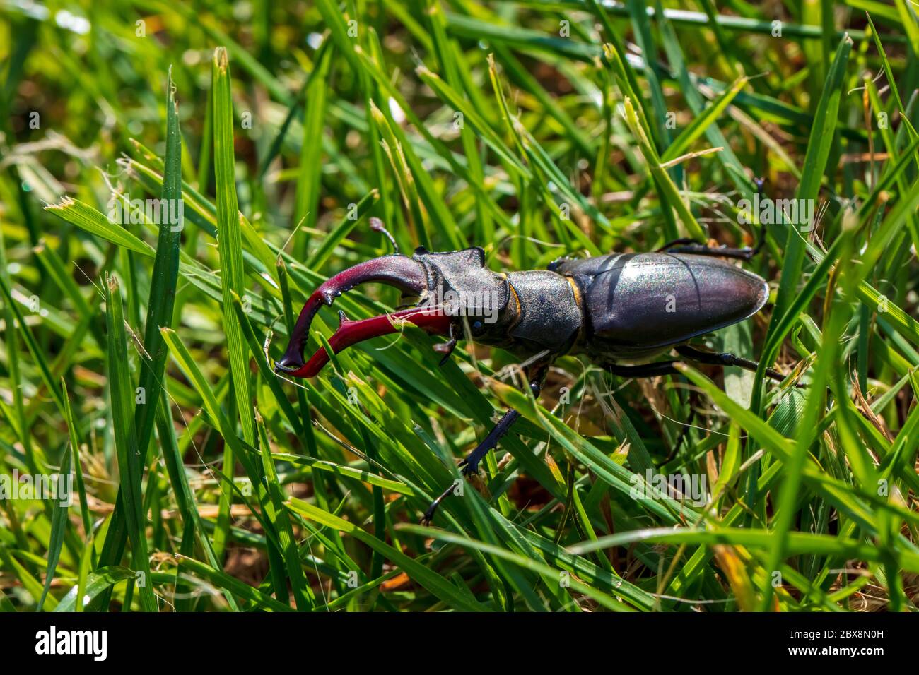 Riesiger Hirschkäfer auf der Jagd nach Konditoren im grünen Gras in aggressiver Haltung mit kampfbereiter Schere Stockfoto