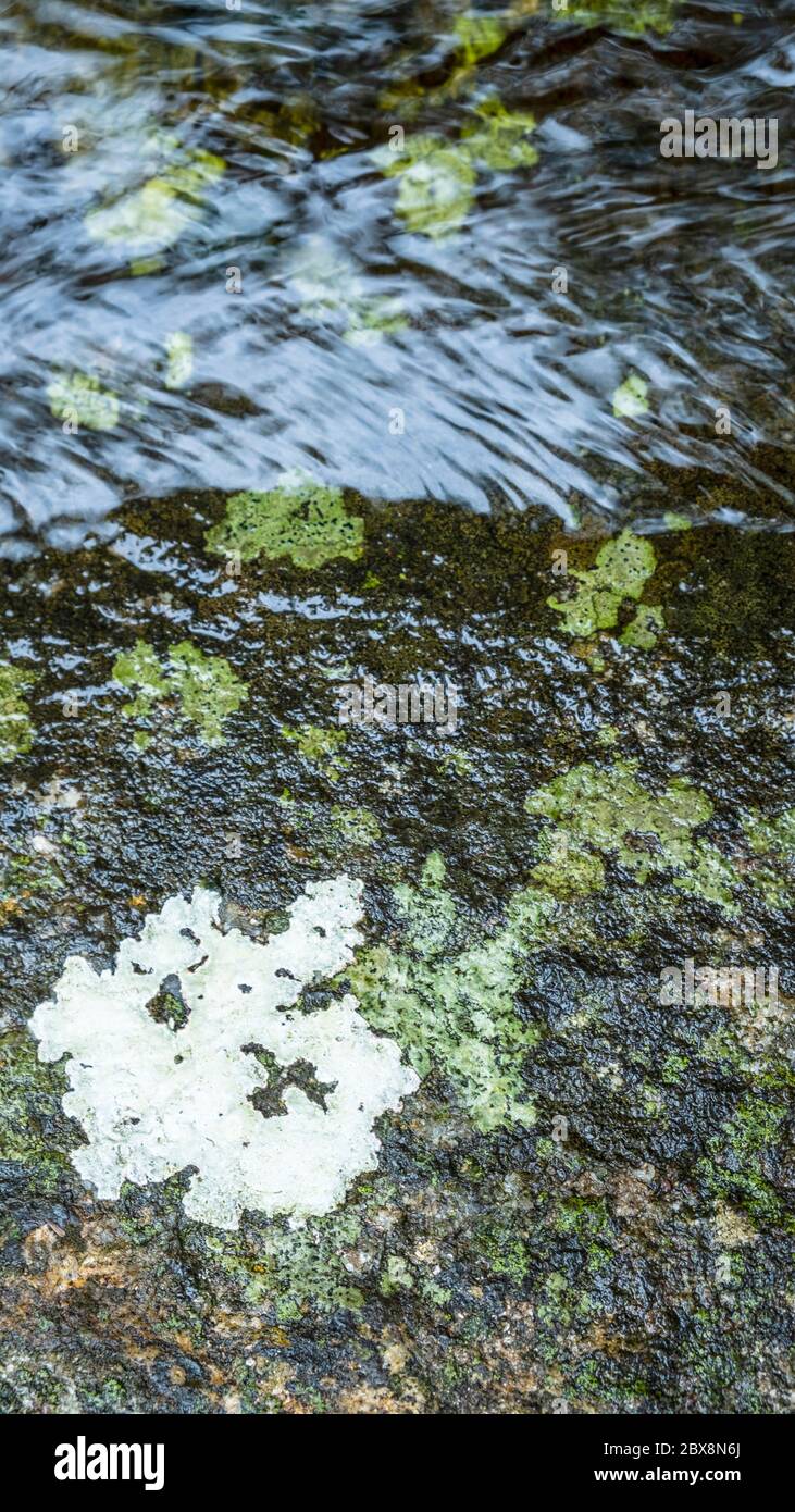 Vektor, Hintergrund, Muster. Flechten, moosiger Fels und ein klarer Wasserfluss Stockfoto
