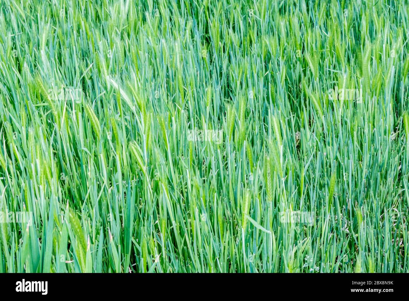 Hintergrund, Hintergrund, Vektor, Design. Grüne Graskulisse Stockfoto