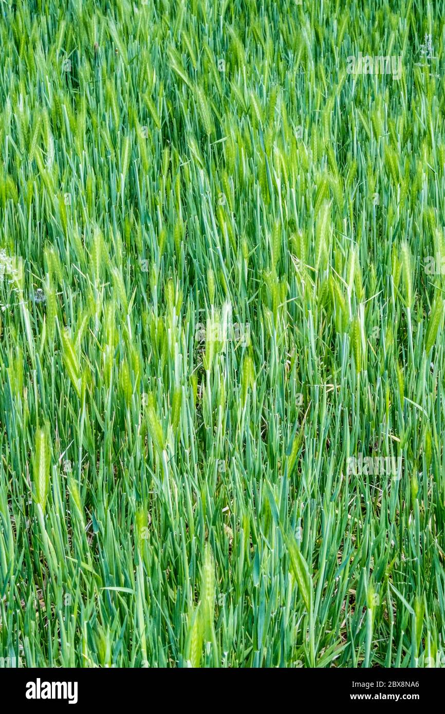 Hintergrund, Hintergrund, Vektor, Design, Natur. Wildes grünes Gras mit Graskernköpfen Stockfoto