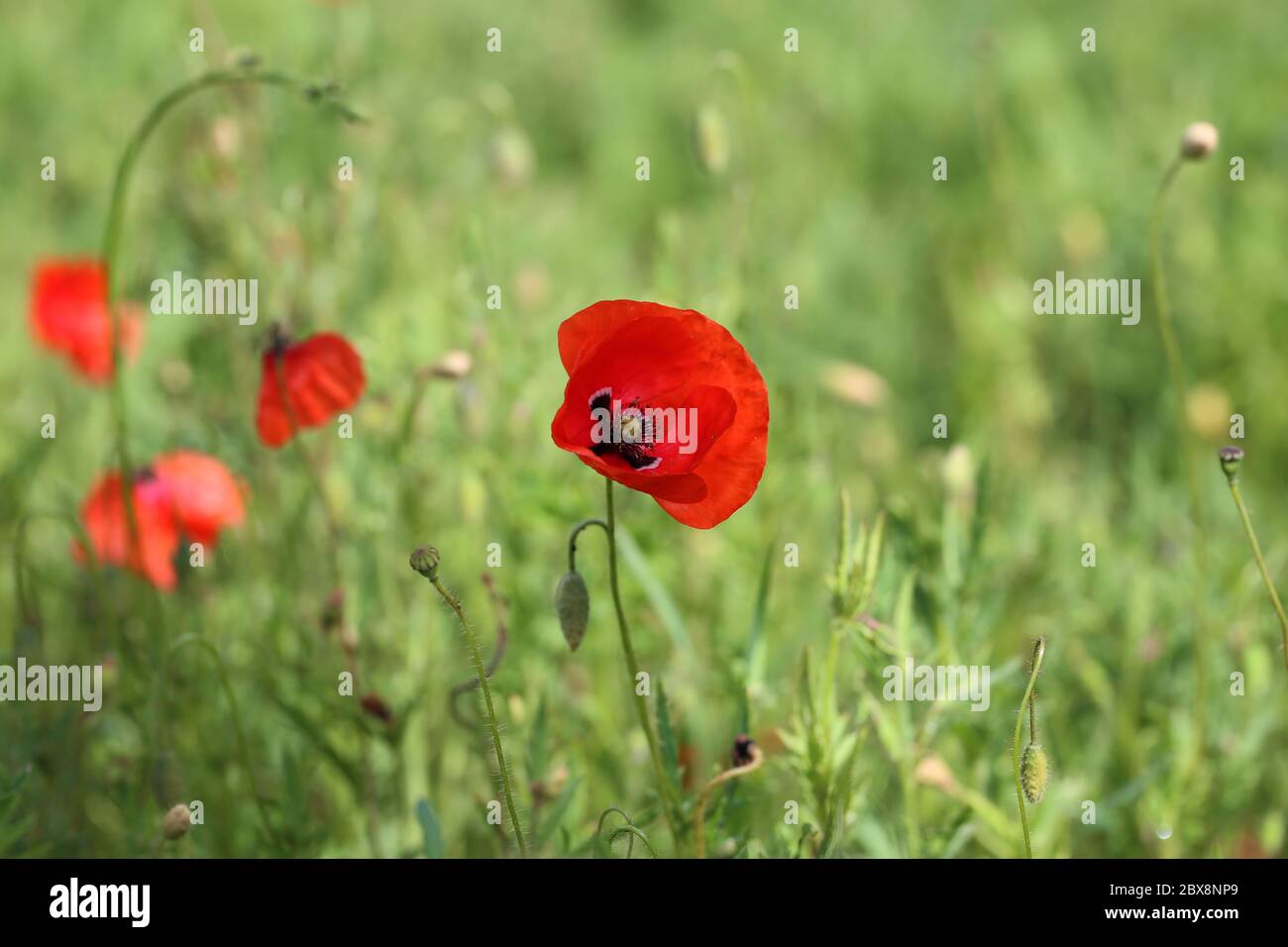Schöne wilde Mohn Blume in der Wiese Stockfoto