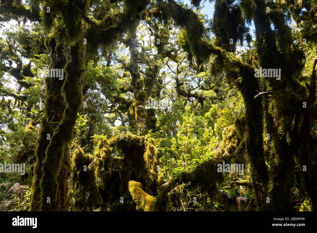 Moos und Flechten auf Bäumen im Nebelwald, Mount Pukeatua, Tararua Forest Park, North Island, Neuseeland Stockfoto