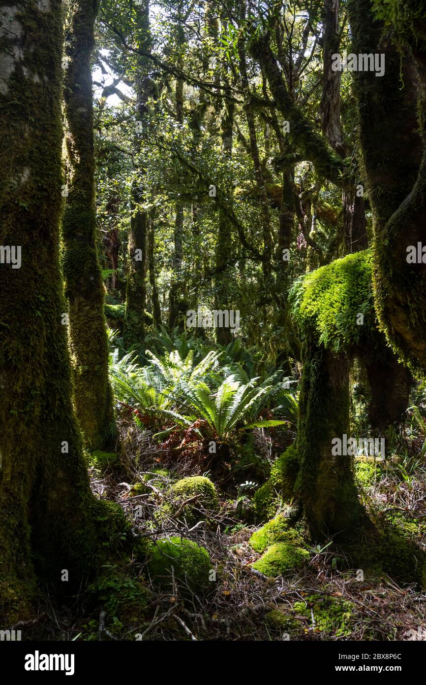 Mooswald, Mount Pukeatua, Tararua Forest Park, North Island, Neuseeland Stockfoto