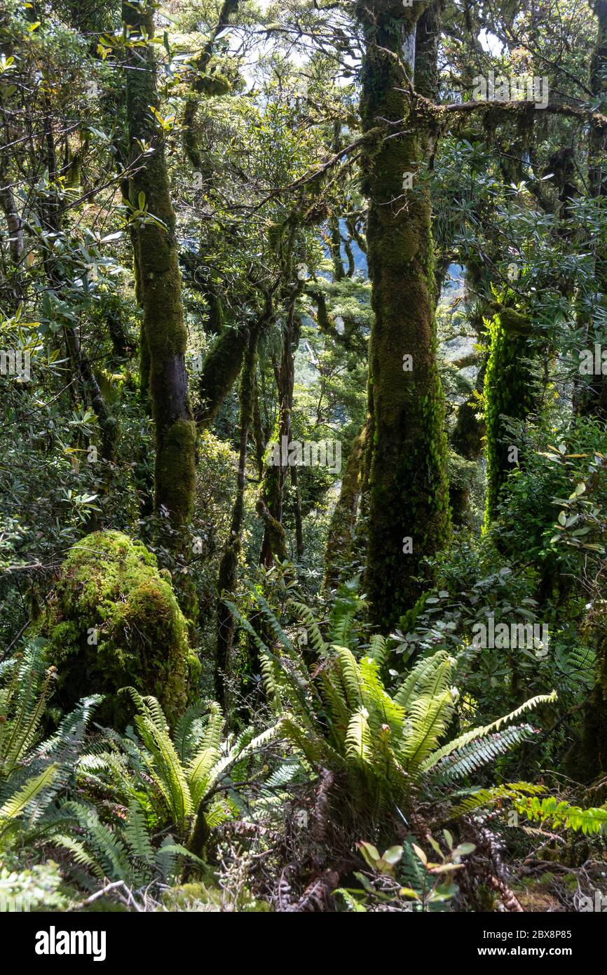 Mooswald, Mount Pukeatua, Tararua Forest Park, North Island, Neuseeland Stockfoto
