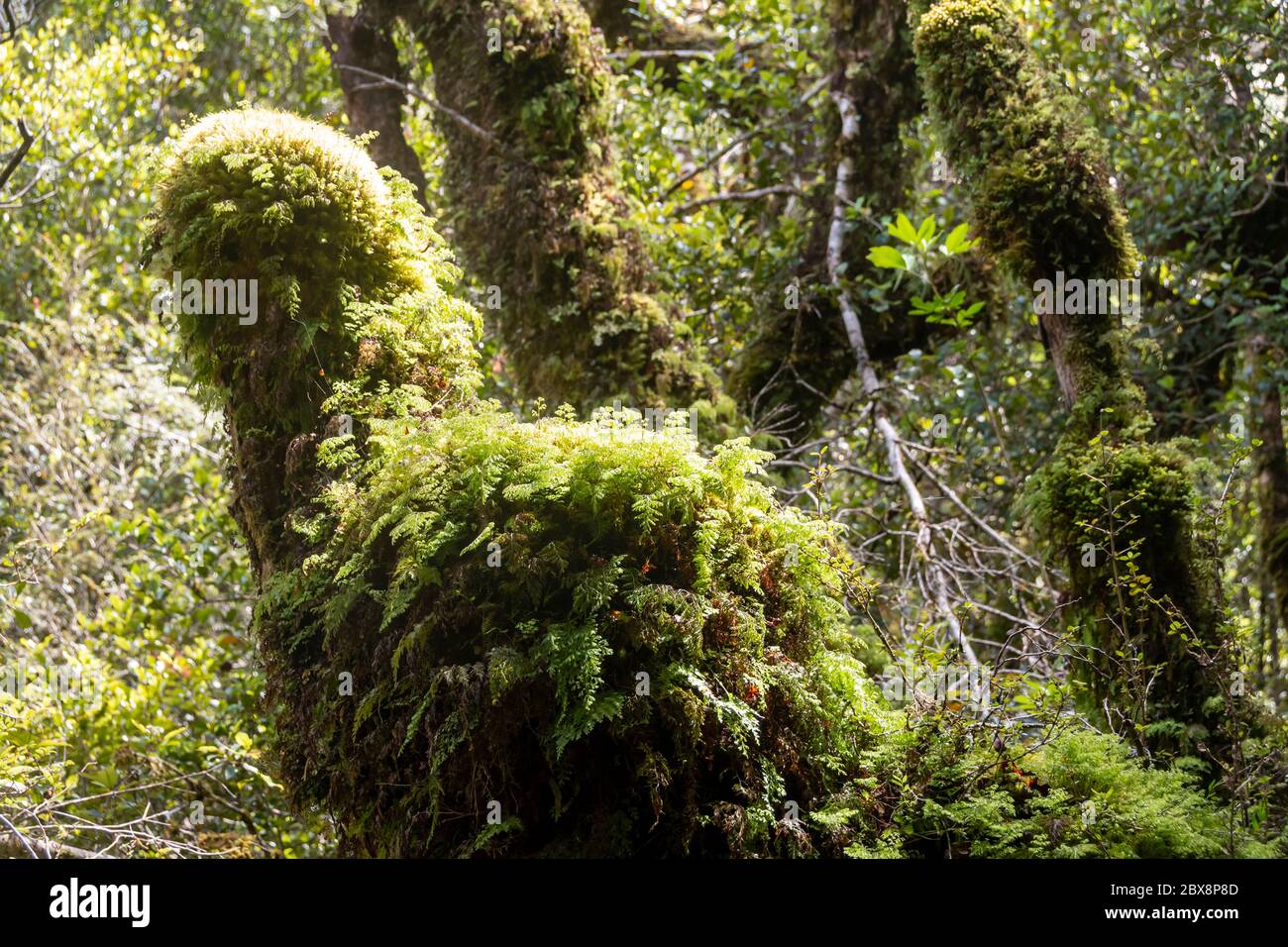 Moos und Flechten auf Bäumen im Nebelwald, Mount Pukeatua, Tararua Forest Park, North Island, Neuseeland Stockfoto