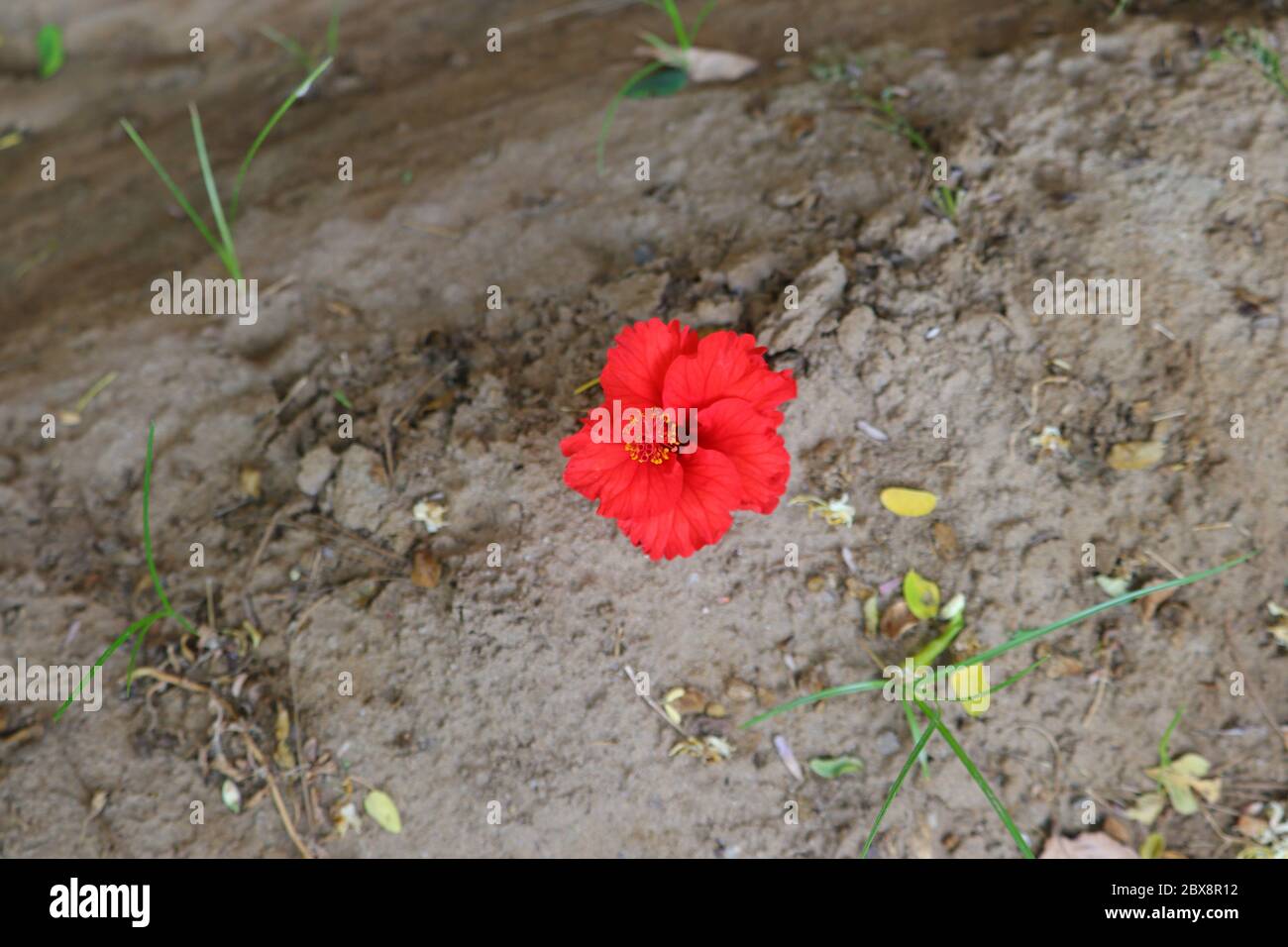 Rote Hibiskus Blume hd Hintergrund, lizenzfreie Hibiskus Blume Bild Stockfoto