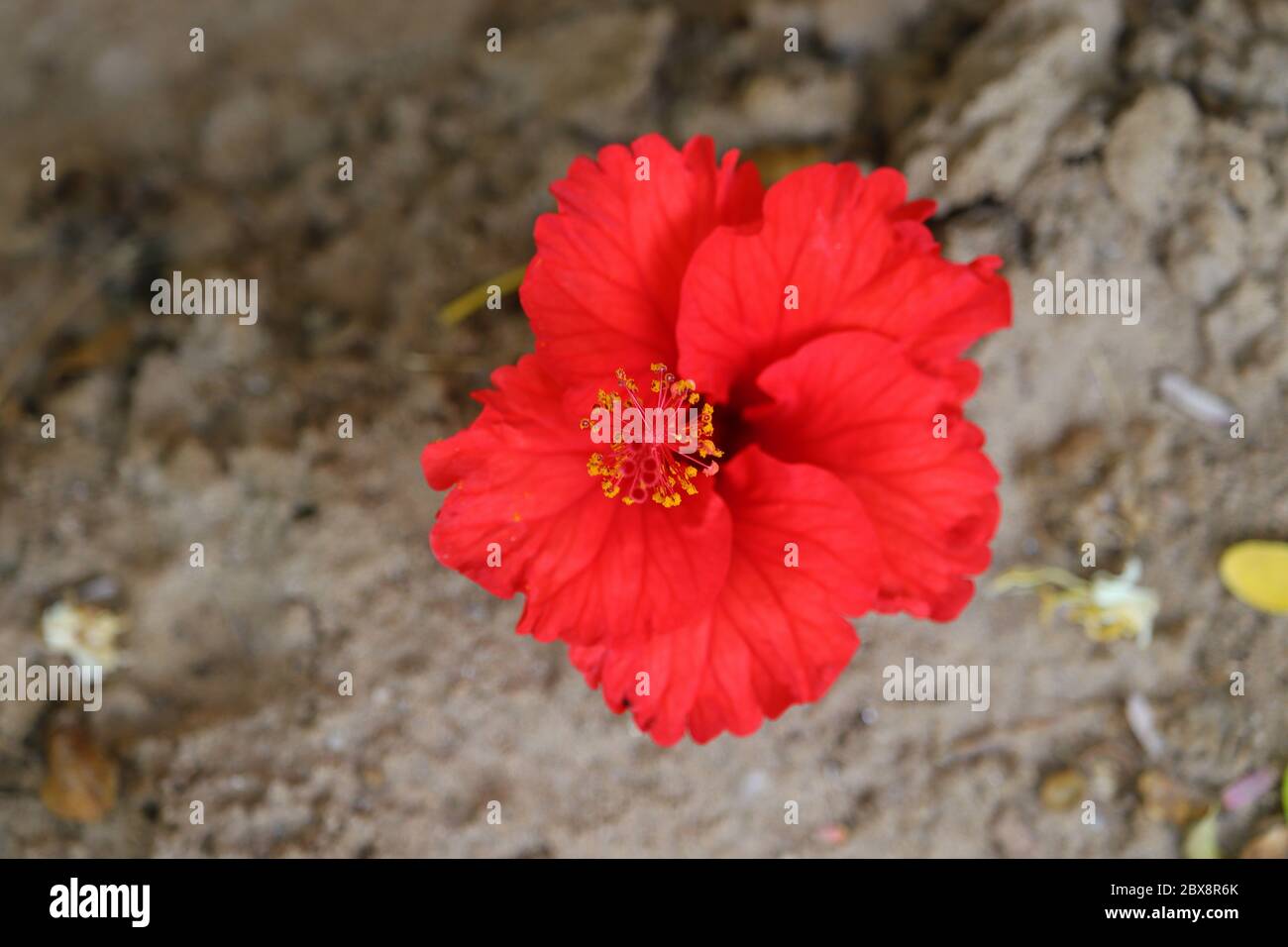 Lizenzfreie Blumenbild, rote Hibiskusblüte auf dem Boden, hd-Bild Stockfoto