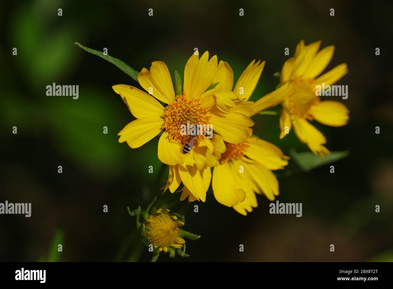 Gelbe Blume und Honig Biene Bild , Hintergrund, lizenzfreie Bild Stockfoto