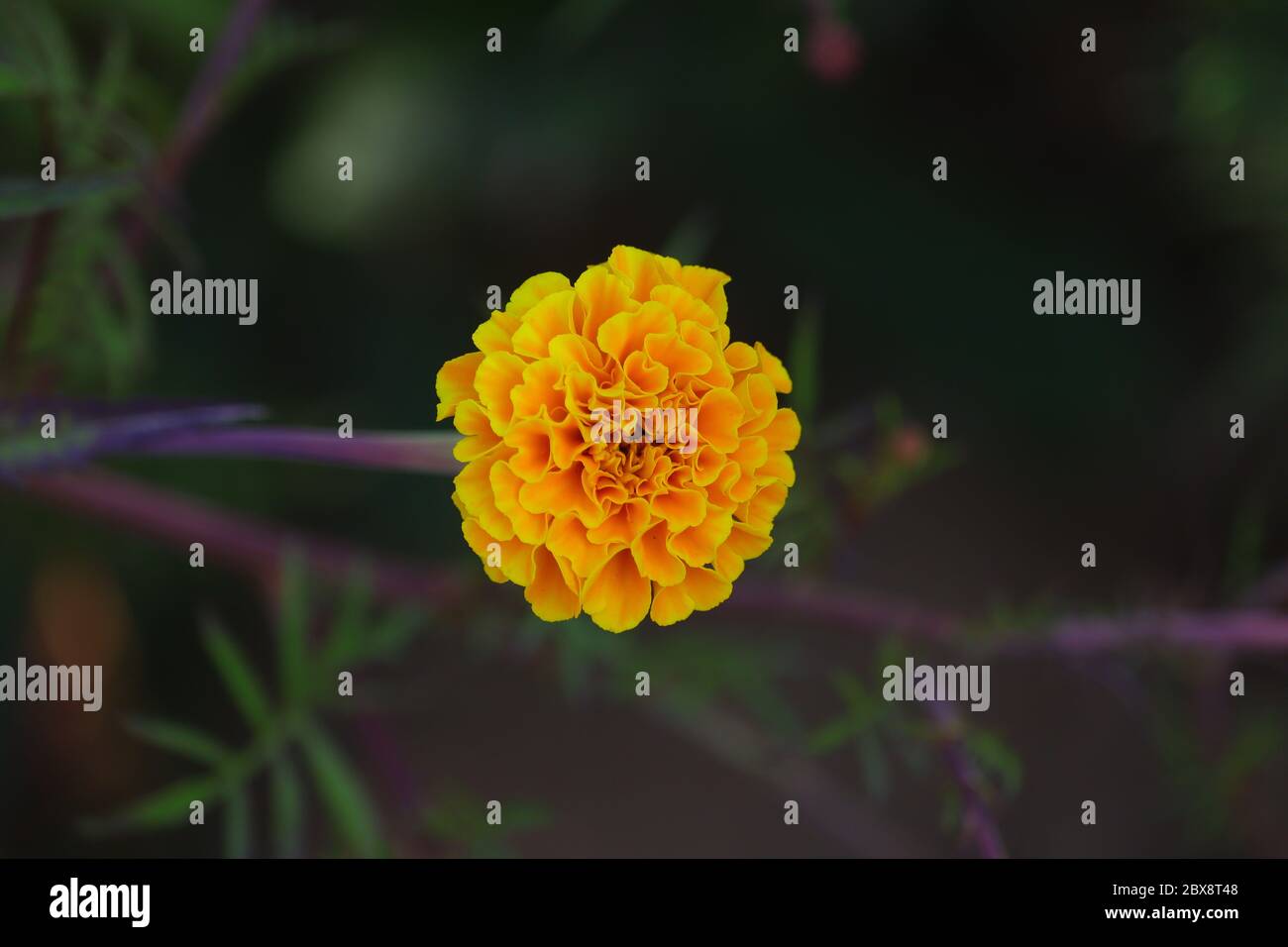Ringelblume Blumenbild, hd Fotografie, lizenzfreie Ringelblume Blumenbild Stockfoto