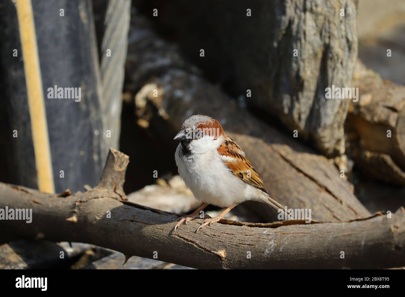 Nahaufnahme Spatz, freies Vogelbild Stockfoto