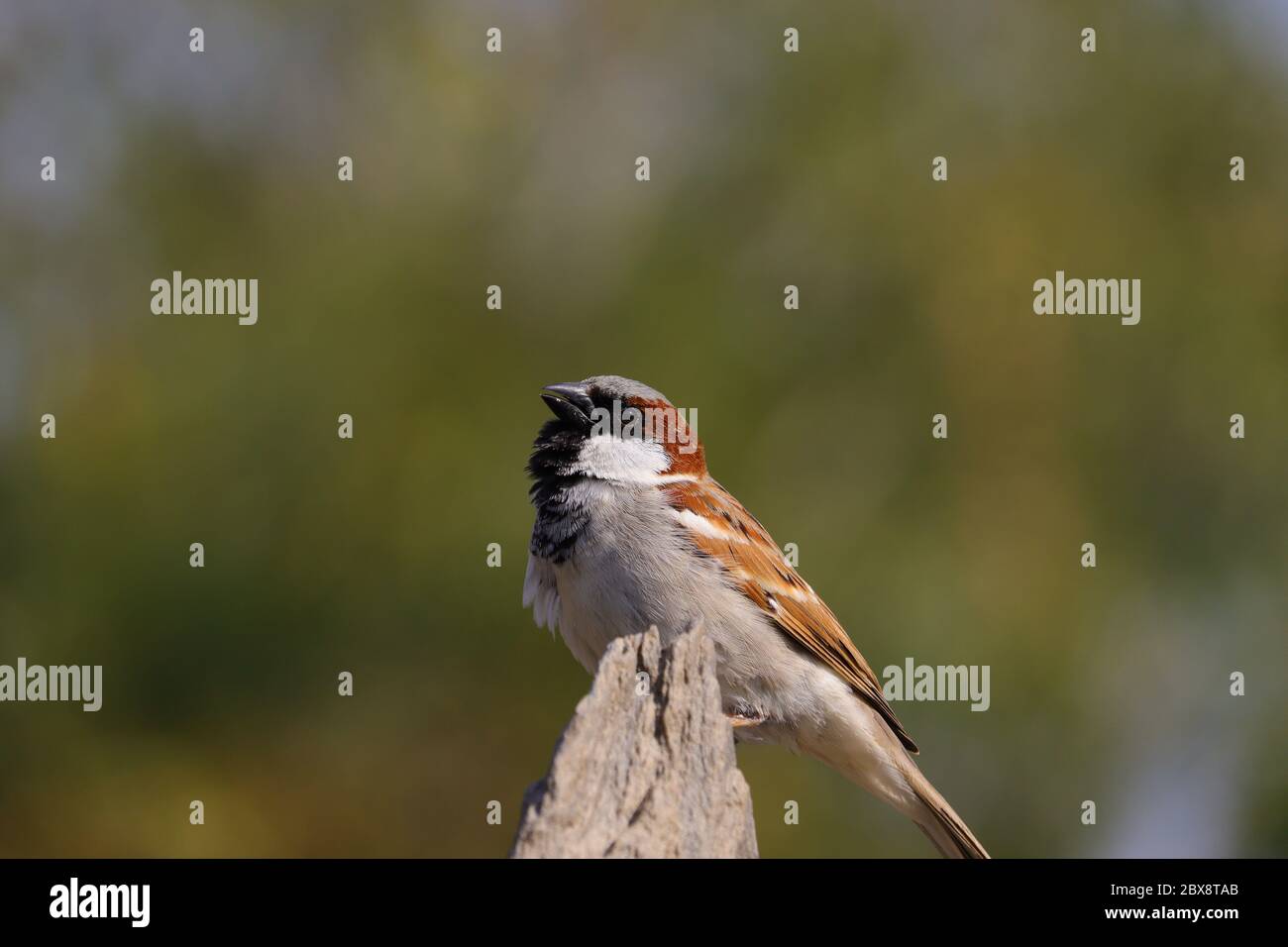 Lizenzfreie Spatz Vogel , Spatz Bild, HD Stockfoto