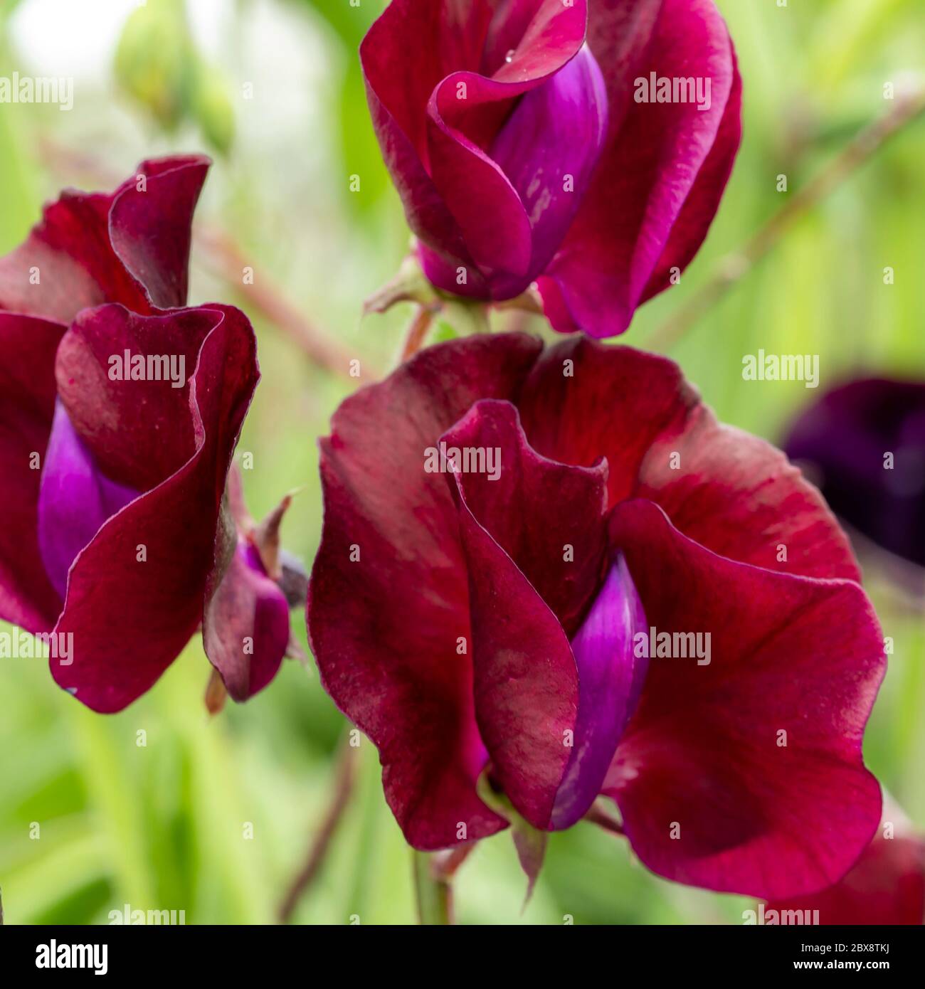 Nahaufnahme der dunkelroten Blütenblätter von schönen süßen Erbsenblüten Stockfoto