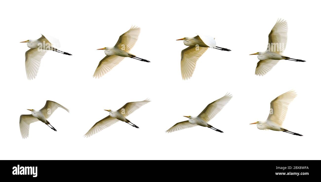 Gruppe von Ostrinderreiher (Bubulcus coromandus), die auf dem Hintergrund des Peitschenbogens fliegen. Vogel, Wilde Tiere. Stockfoto