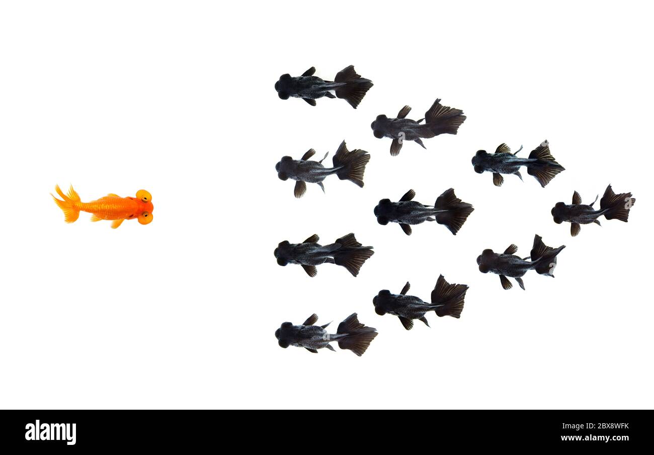 Ein Goldfisch konfrontieren Gruppe von kleinen schwarzen Goldfisch isoliert auf weißem Hintergrund stellt Mut oder die Idee der inspirierenden Geschäftsideen. Unternehmen Stockfoto