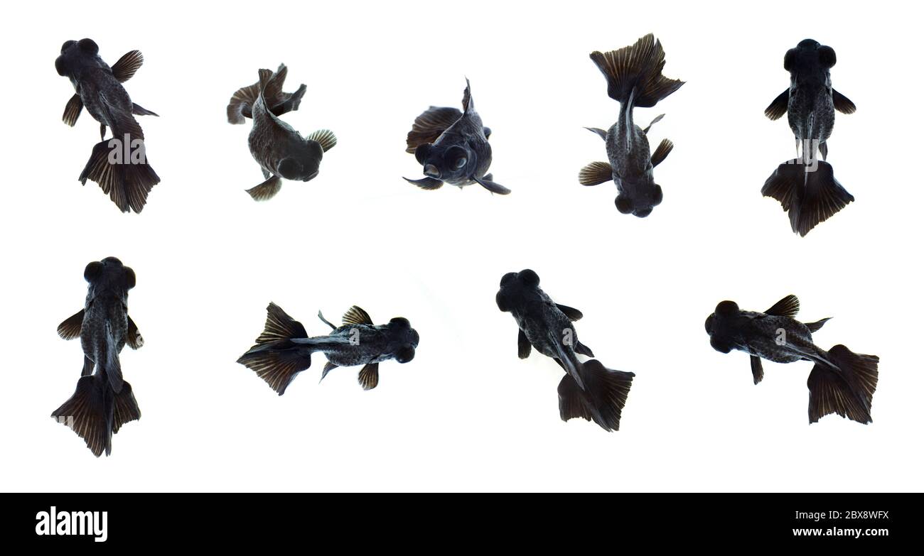 Gruppe von schwarzen Goldfischen isoliert auf weißem Hintergrund. Tier. Haustier. Stockfoto