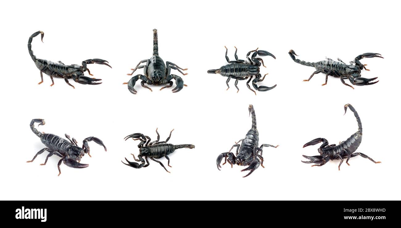 Gruppe von Skorpion isoliert auf einem weißen Hintergrund. Insekt. Tier. Stockfoto