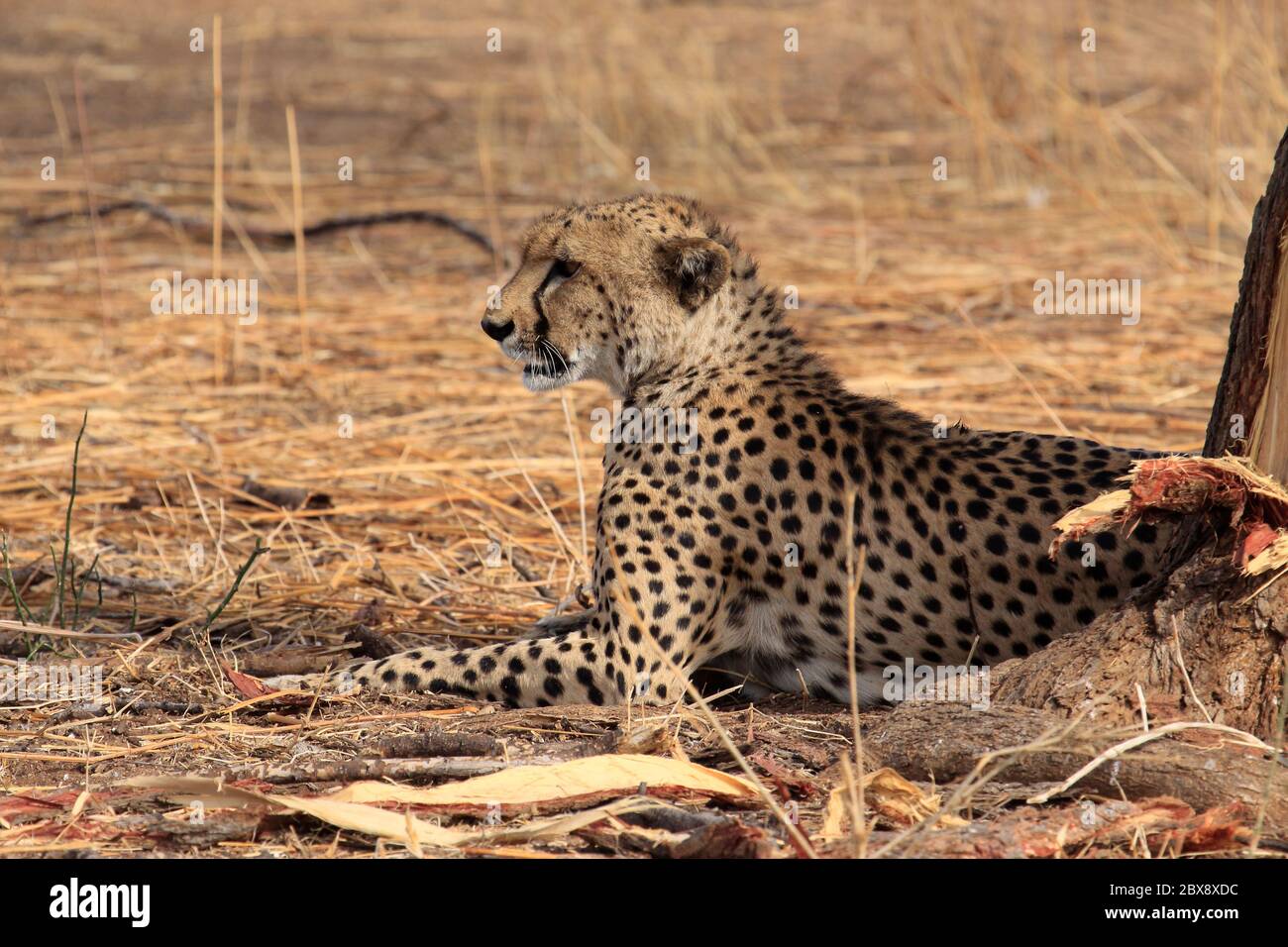 Ruhenden Cheetah Stockfoto