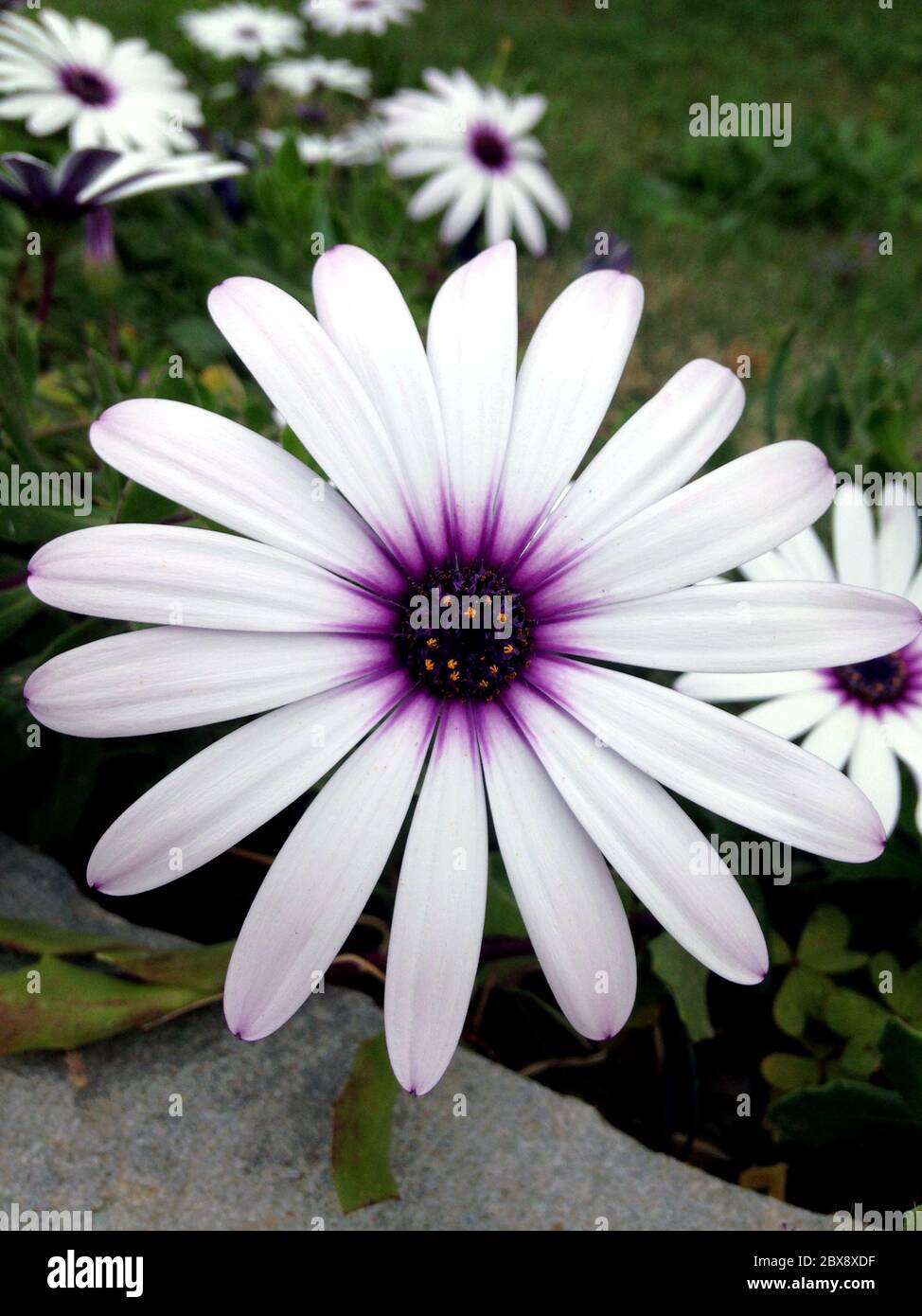 Nahaufnahme Einer Weissen Afrikanischen Ganseblumchen Blume Dimorphoteca Osteospermum Schwarzer Hintergrund Im Freien Stockfotografie Alamy