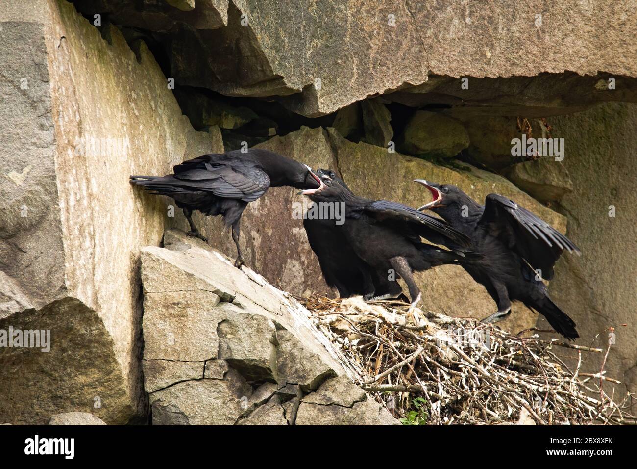 Erwachsene Rabe füttern Küken auf einem Nest in felsigen Felsen Stockfoto