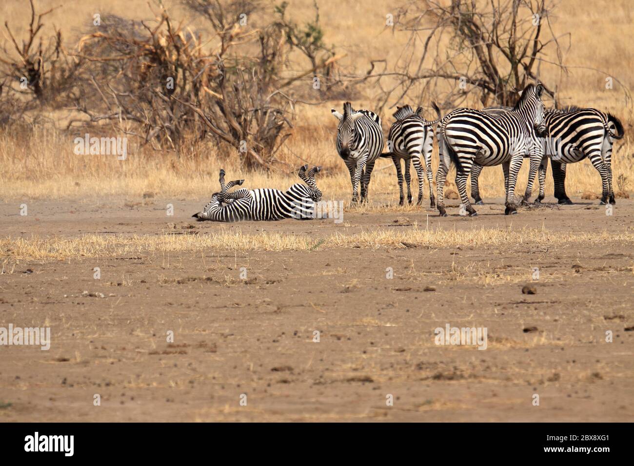 Eine kleine Herde Burchells Zebras Stockfoto