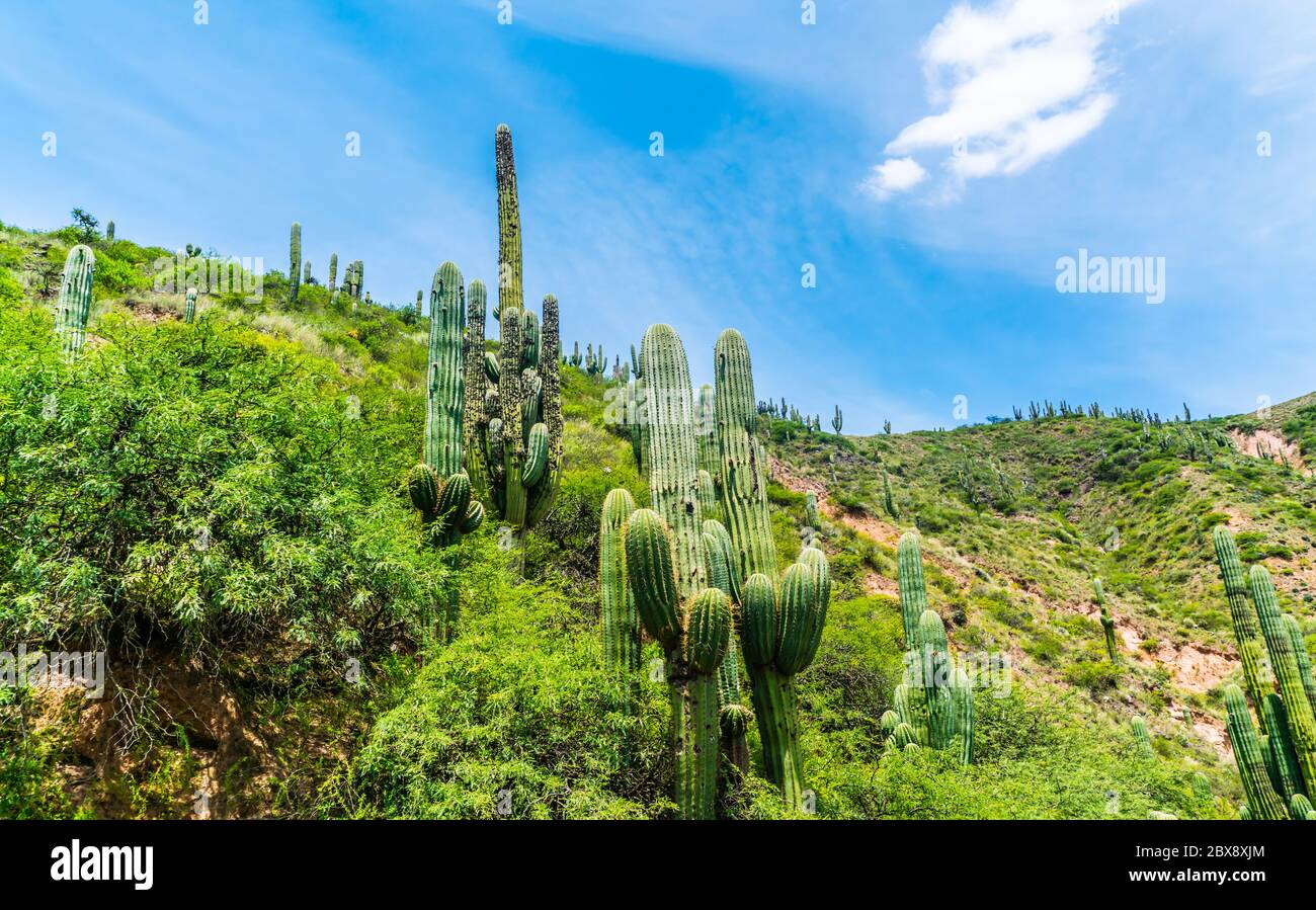 Farbenfrohe Berge im Parque Nacional Los Cardones (Nationalpark) in der Salta Provence, Argentinien Stockfoto