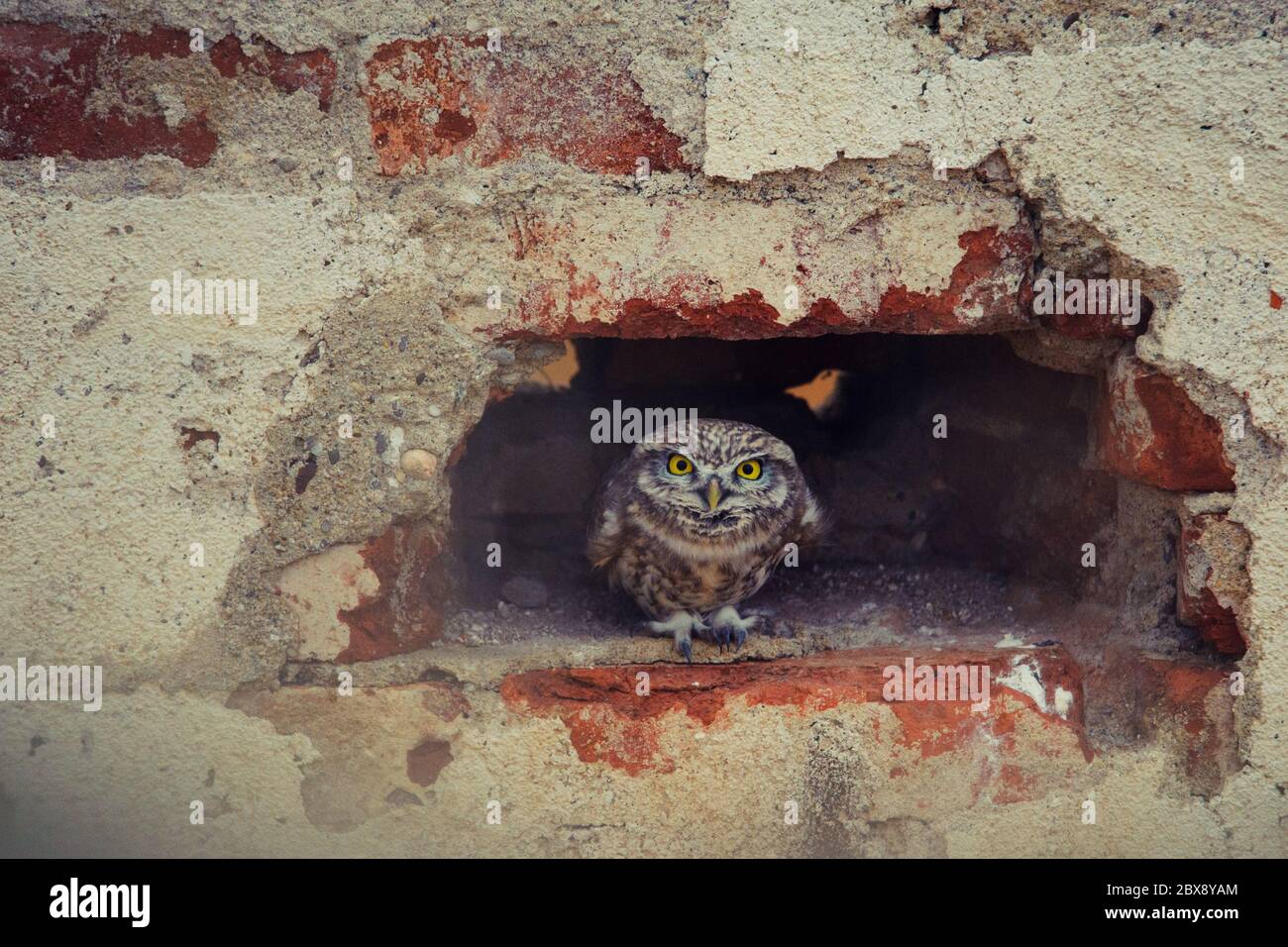 Die kleine Eule (Athene noctua), die aus einem Loch in einer Ziegelwand spähen. Stockfoto