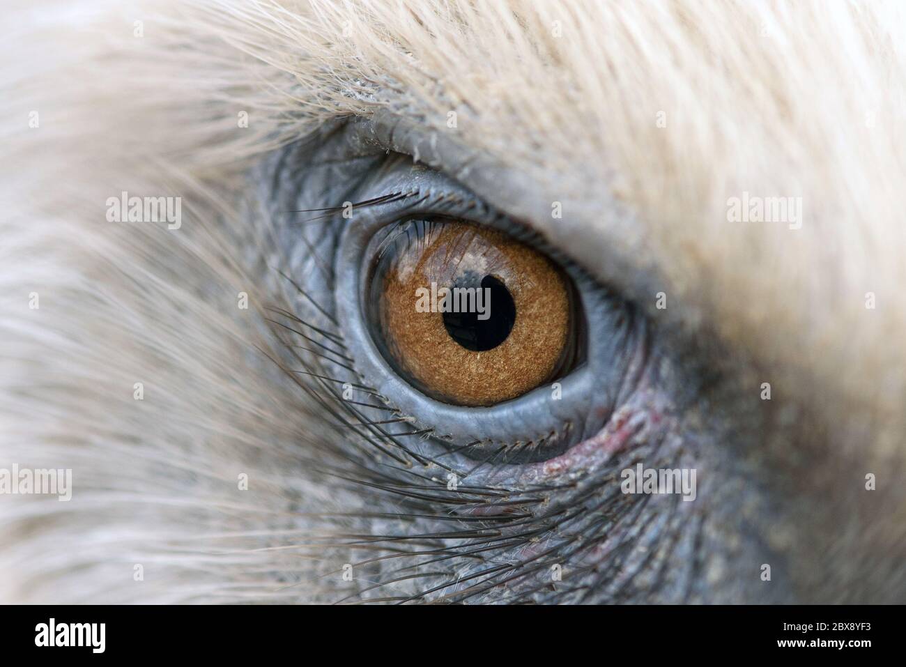 Adleraugen schließen sich zusammen, Augen eines Gänsegeiers. Stockfoto