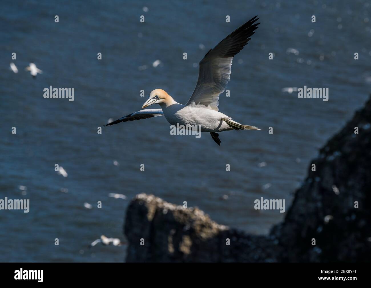 Einzelne Nordgant im Flug mit Klippen und hochgehockten Tölpeln und anderen fliegenden Tölpeln aus dem Fokus im Hintergrund. Stockfoto