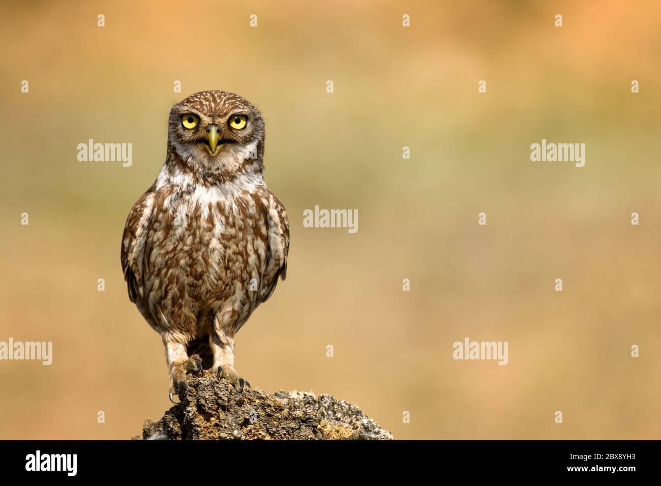 Die Erwachsene Eule (Athena Noctua) steht auf einem Felsen und schaut auf die Kamera. Speicherplatz kopieren. Stockfoto