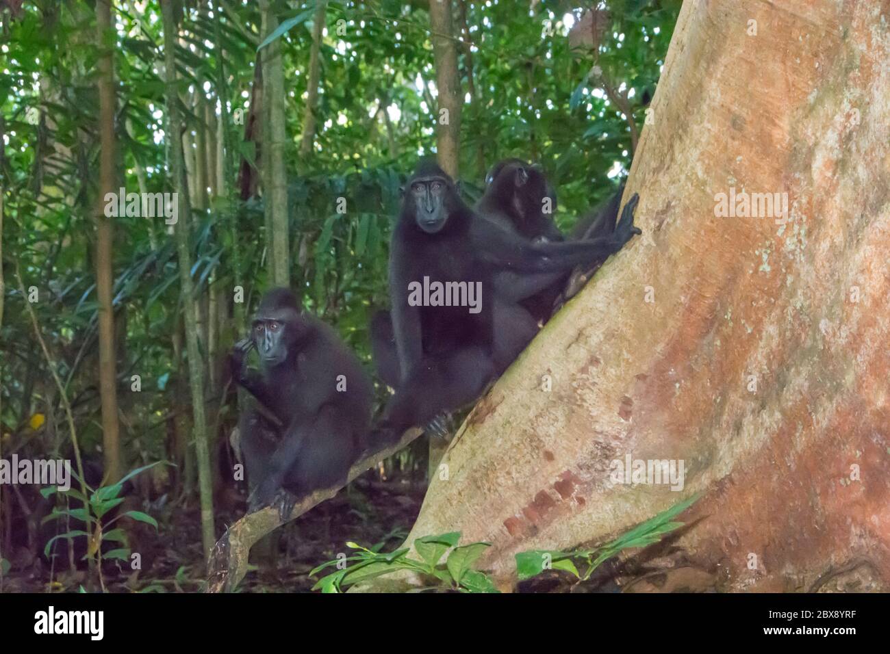 Celebes Crested Macaque im Tangkoko National Park, Nord-Sulawesi, Indonesien. Stockfoto