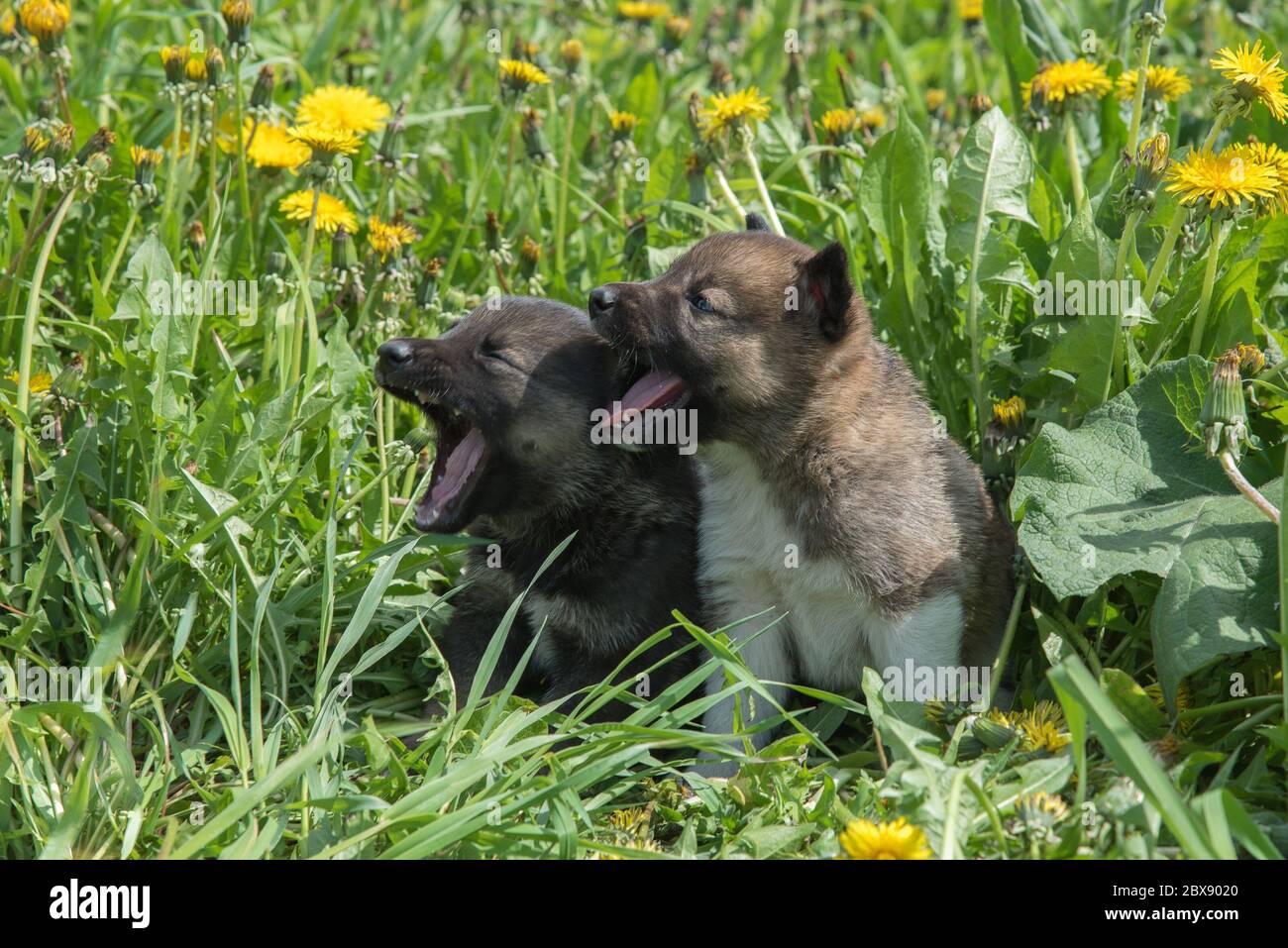 Zwei reizende Welpen von Laika Rasse liegen im grünen Sommergras und Whine oder Rinde Stockfoto