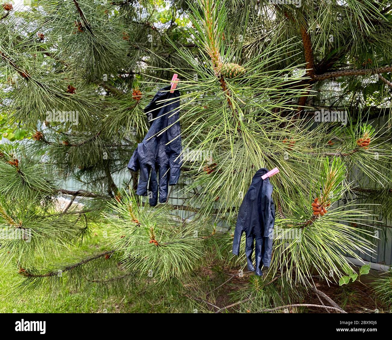 Gebrauchte schwarze medizinische Handschuhe hängen an einem Ast. Konzept - frei atmen. Stockfoto