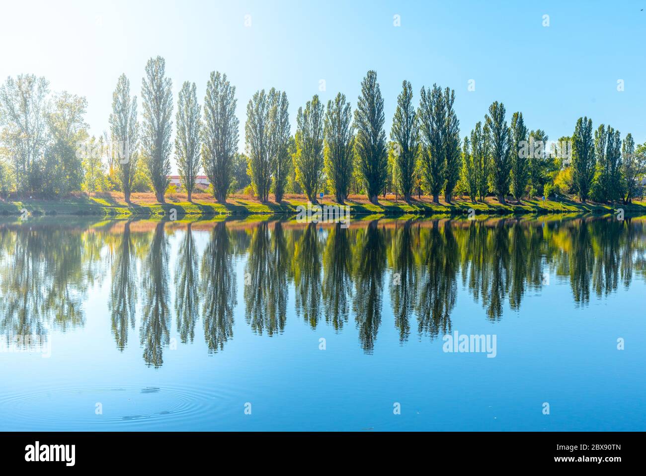 Allee von üppigen grünen Pappeln spiegelt sich im Wasser an sonnigen Sommertag. Stockfoto