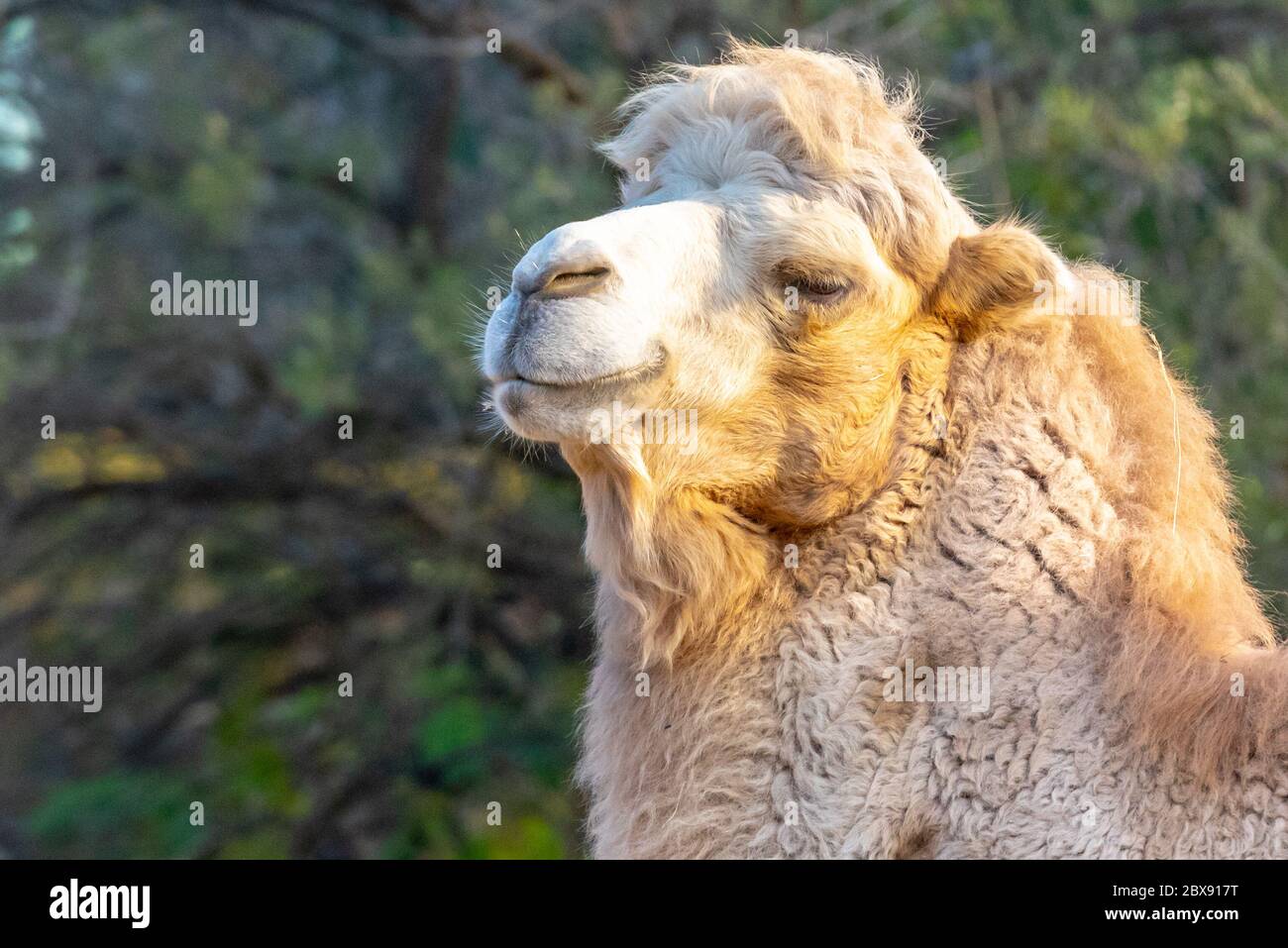 Baktrian zwei-Höcker Kamel Porträt, Camelus bactrianus. Zoo Liberec, Tschechische Republik. Stockfoto