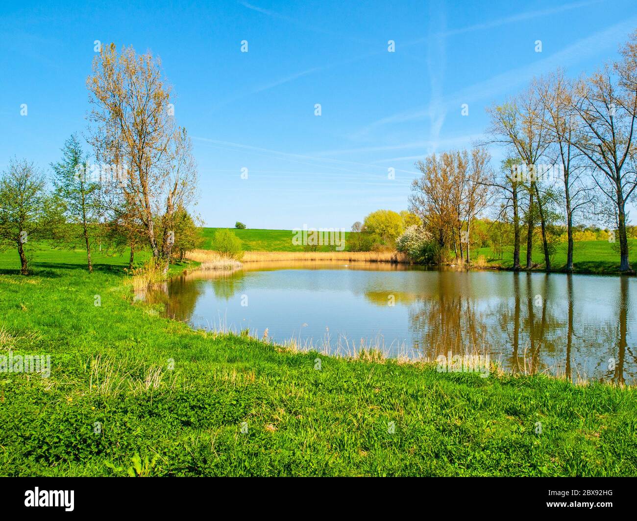 Kleiner Teich mit Baumreihe inmitten grüner ländlicher Landschaft am sonnigen Sommertag. Stockfoto