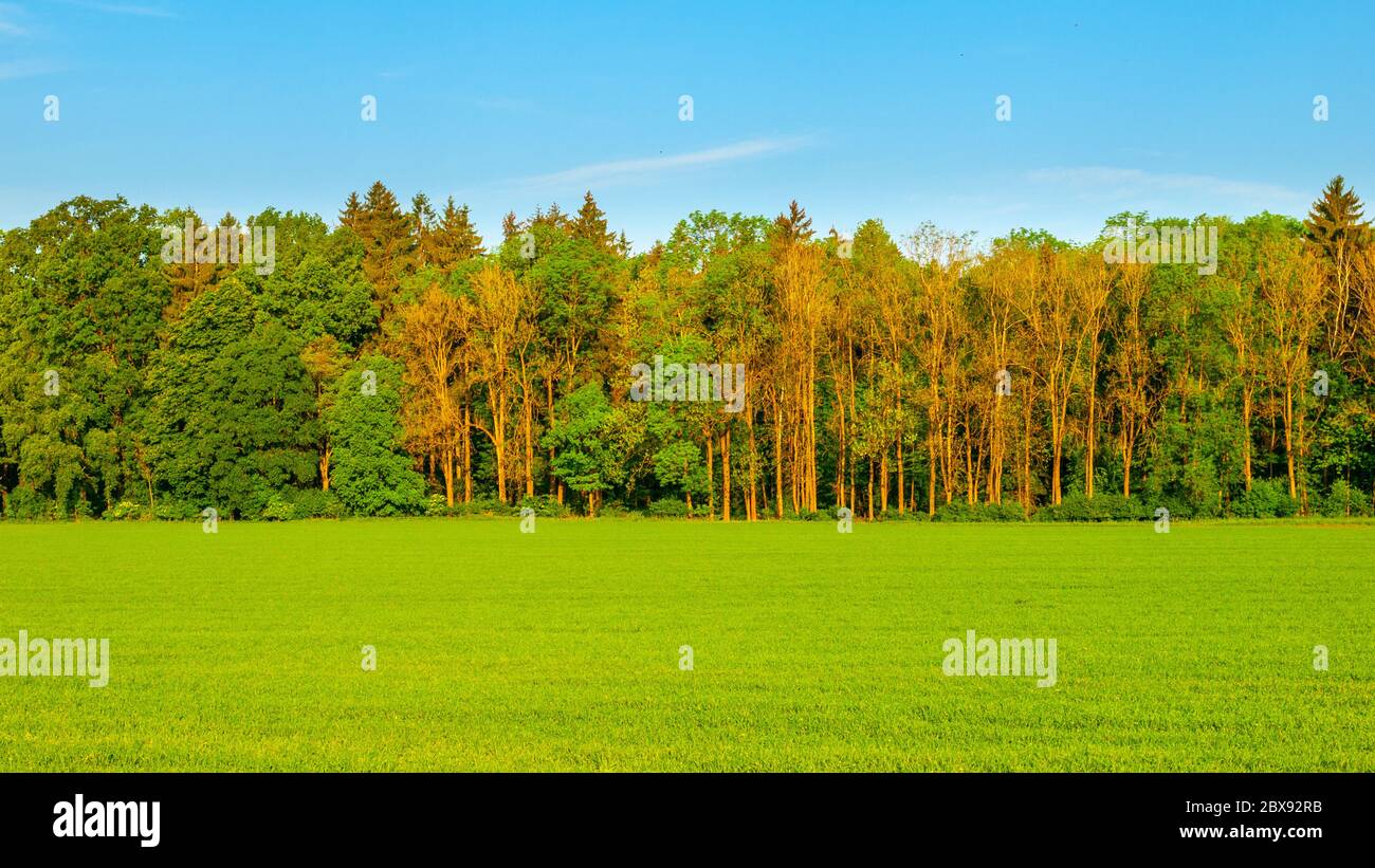 Grünes Frühlingsfeld an sonnigen Tag. Panoramabild. Stockfoto