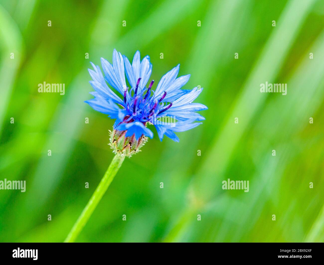 Detailansicht der blauen Kornblume, Centaurea cyanus, auf Frühlingsgrünfeld Hintergrund Bokeh. Stockfoto