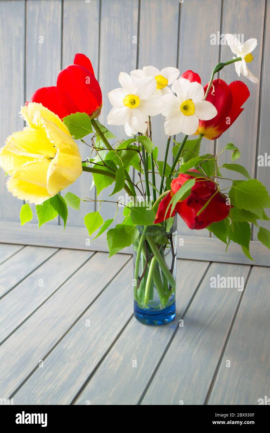 Frühlingsbouquet mit roten und gelben Tulpen und Narzissen. Frische Blumen. Farbenfroher Strauß frischer Frühlingsblumen auf blauem Holzhintergrund. Stockfoto
