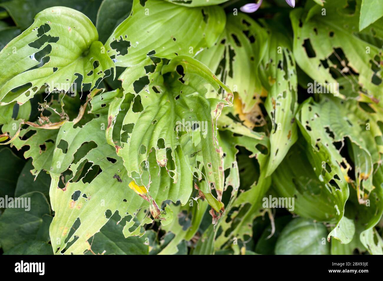 Gartenschädlinge, beschädigte Blätter durch Schnecken oder Nacktschnecken, Hostas Stockfoto