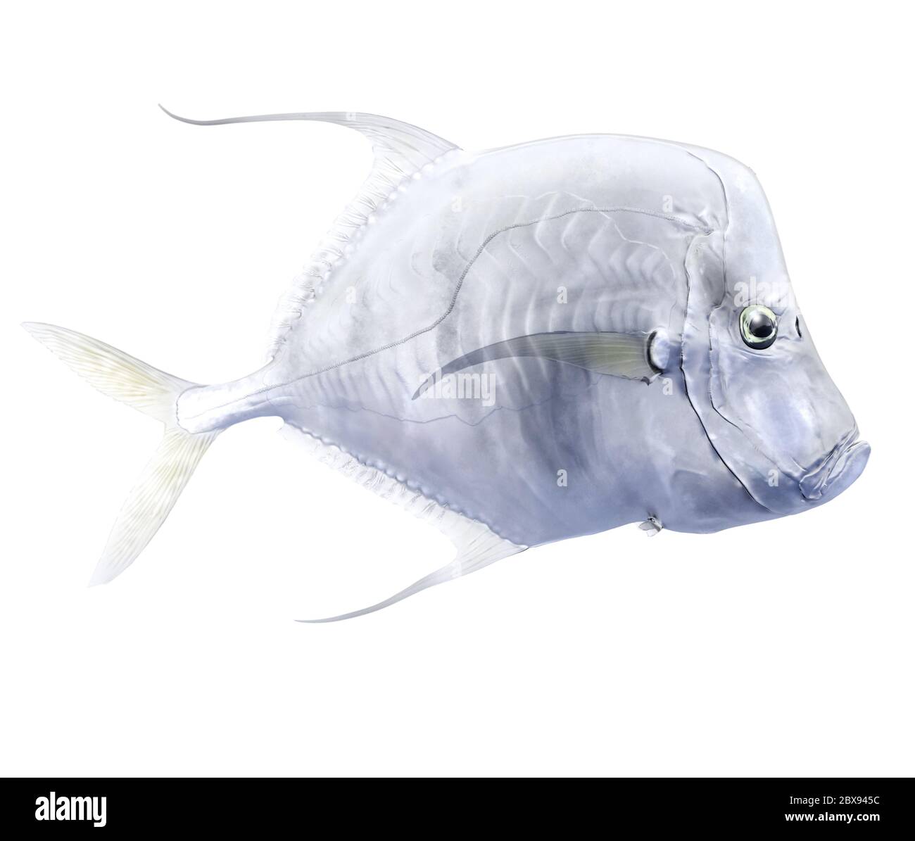 Illustration eines Fischs, eines Wildfisches der Familie Carangidae. Die schimmernden Schuppen machen sie unter Wasser fast unsichtbar. Stockfoto
