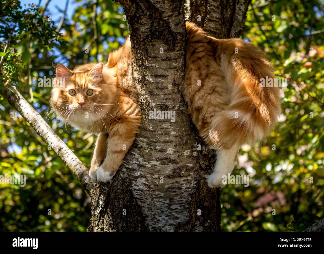 Ingwer-Katze versenkte über einem Zweig in einem Kirschbaum stecken Stockfoto