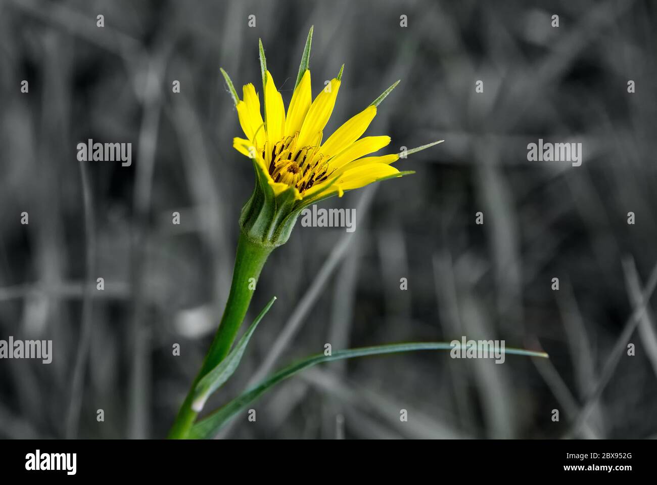 Leuchtend gelbe Frühlingsblume auf schwarz-weißem Hintergrund Stockfoto