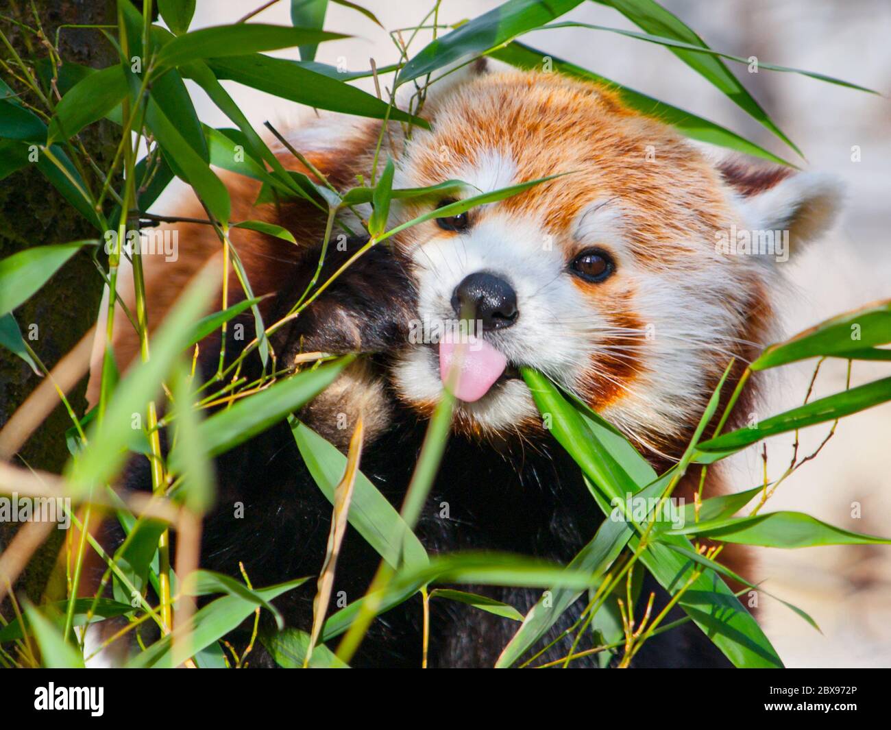 Roter Panda sitzt auf dem Ast und hält seine Zunge heraus. Stockfoto