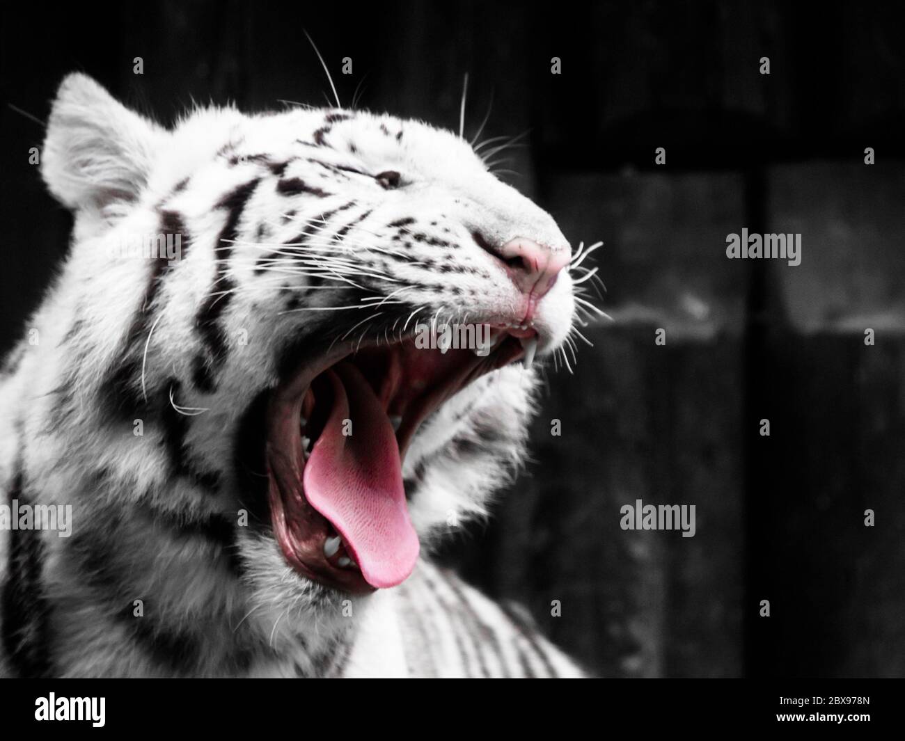 Brüllendes weißes Tiger-Porträt. Schwarzweiß-Bild. Stockfoto