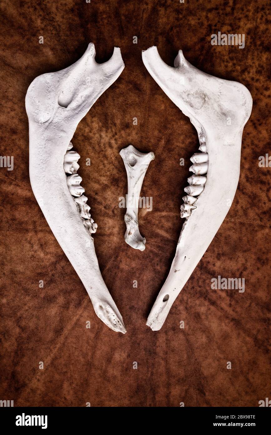 Rentier Kieferknochen auf Schamane Trommeloberfläche Stockfoto