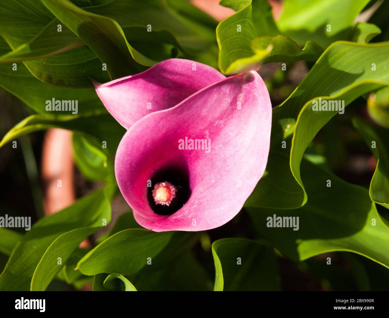 Rosa Calla Lilie Blume auf grünem Hintergrund. Stockfoto