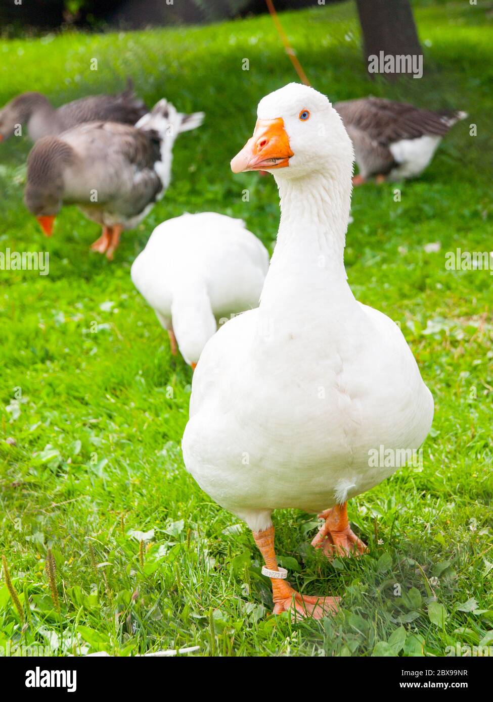 Weiße Hausgans geht im Gras. Nutztiere. Stockfoto