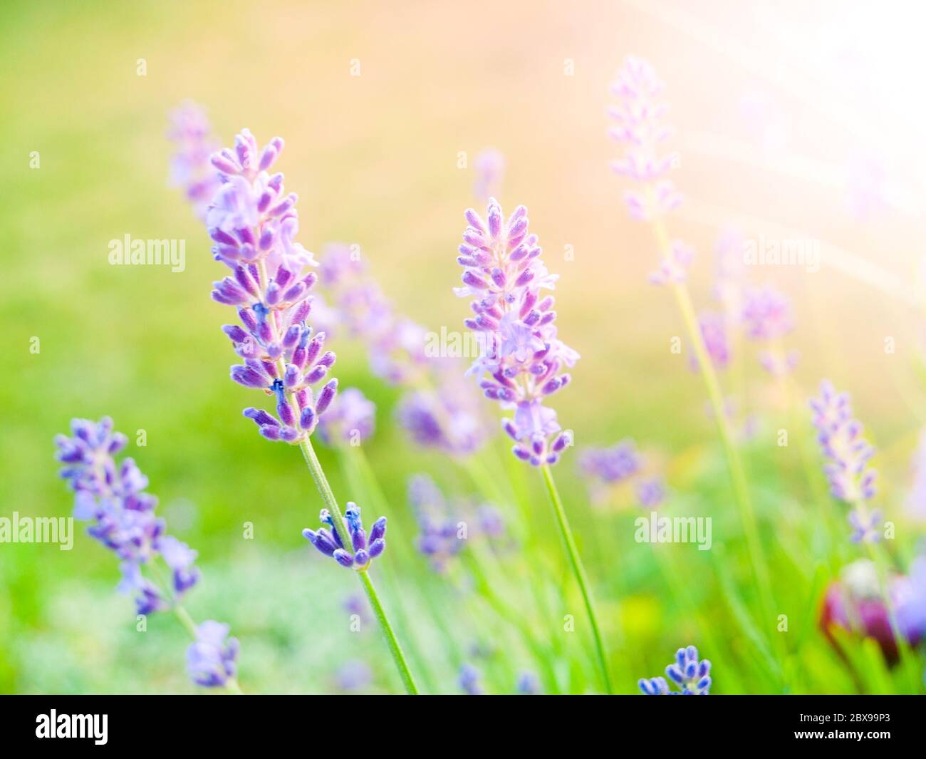 LeVander, auch Levandula genannt, violett blühende Pflanze im grünen Garten. Stockfoto